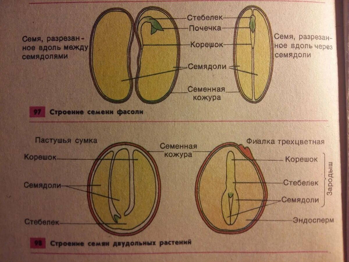Корешок стебелек зародыш семени двудольных растений. Семя однодольного и двудольного растения. строение семени однодольных и двудольных. строение семени покрытосеменных растений. зародыш двудольного растения -зародыш семени однодольных растений.
