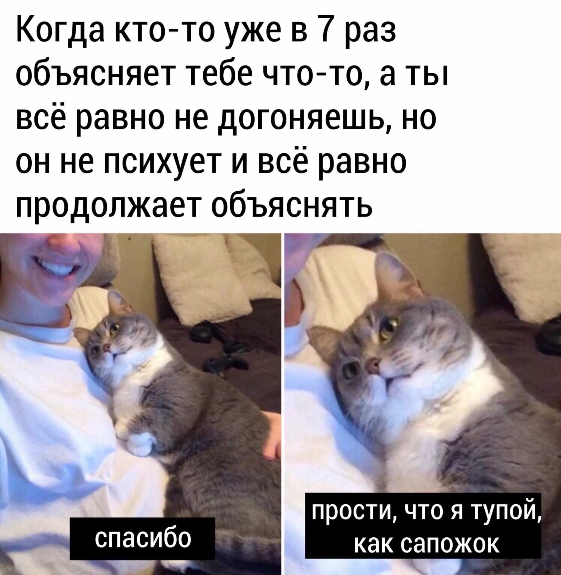 Немного глупый. Мемы с котиками. Кот Мем. Мемы про котов.