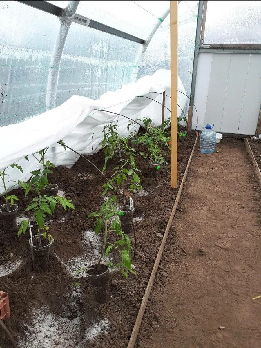 Как правильно посадить томаты в теплице. Помидоры в теплице. Теплица с помидорами. Рассада помидор для теплицы. Томаты в теплице из поликарбоната.