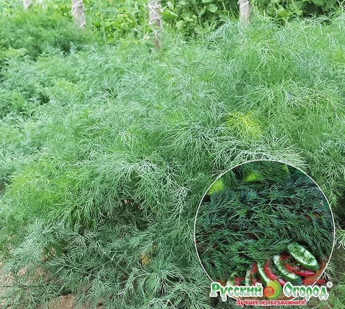 Укроп сорт кустистый. Фенхель куст. Укроп кустовой. Укроп кустистый. Фенхель кустовой.