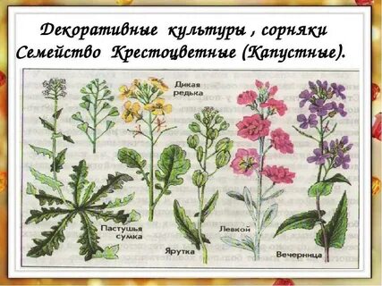 Сорняки крестоцветных