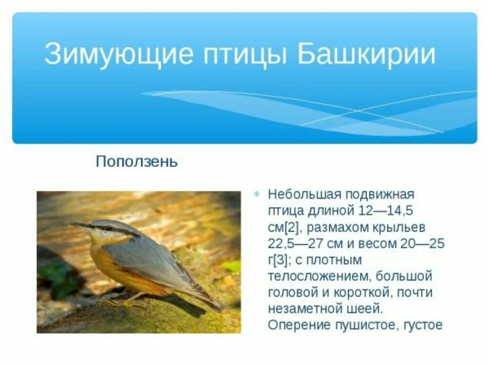 Названия птиц на башкирском языке. Зимующие птицы башкирии. птицы республики башкортостан. зимующие птицы башкортостана. птицы башкирии названия.