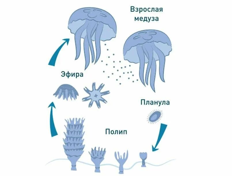 Жизненный цикл медузы. Цикл размножения медуз. Жизненный цикл сцифоидных медуз Карелии. Жизненный цикл медузы схема.