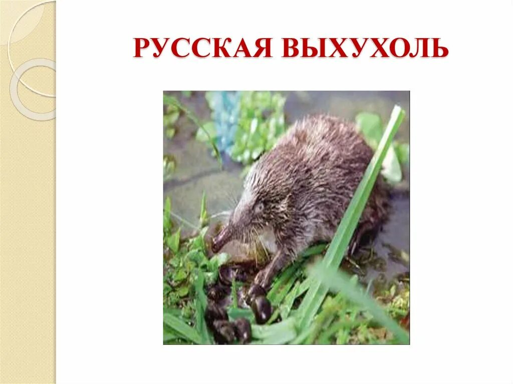 Анекдот ежик выхухоль. Русская выхухоль красная книга воронежской области. миронов сергей выхухоль. я выхухоль. животные красной книги воронежской области выхухоль.