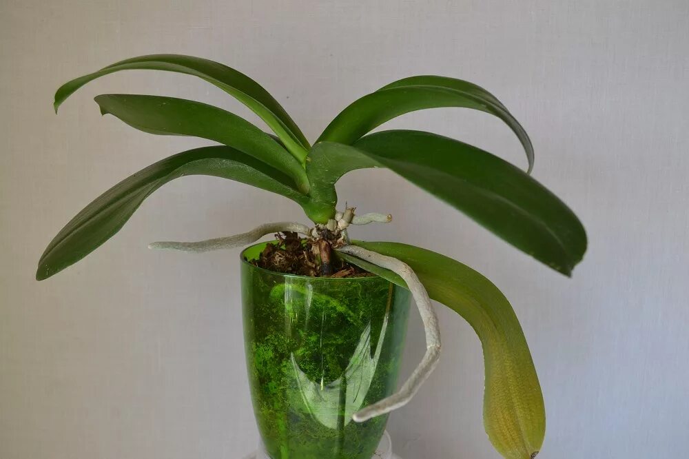 воздушные корни фаленопсиса. воздушные корни фаленопсиса. воздушные корни фаленопсиса. наружные корни орхидеи. орхидея фаленопсис корни.