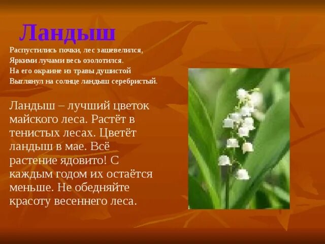 Весеннее царство анализ стихотворения. Дрожжин Весеннее царство. Распустились почки лес зашевелился. Распустились почки лес зашевелился яркими лучами весь озолотился.