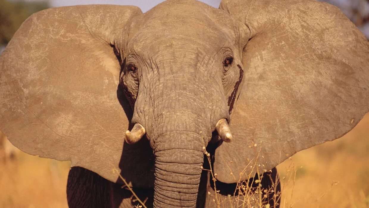Elephant s ear. Морда слона. Морда слона. Уши слона. Лицо слона.