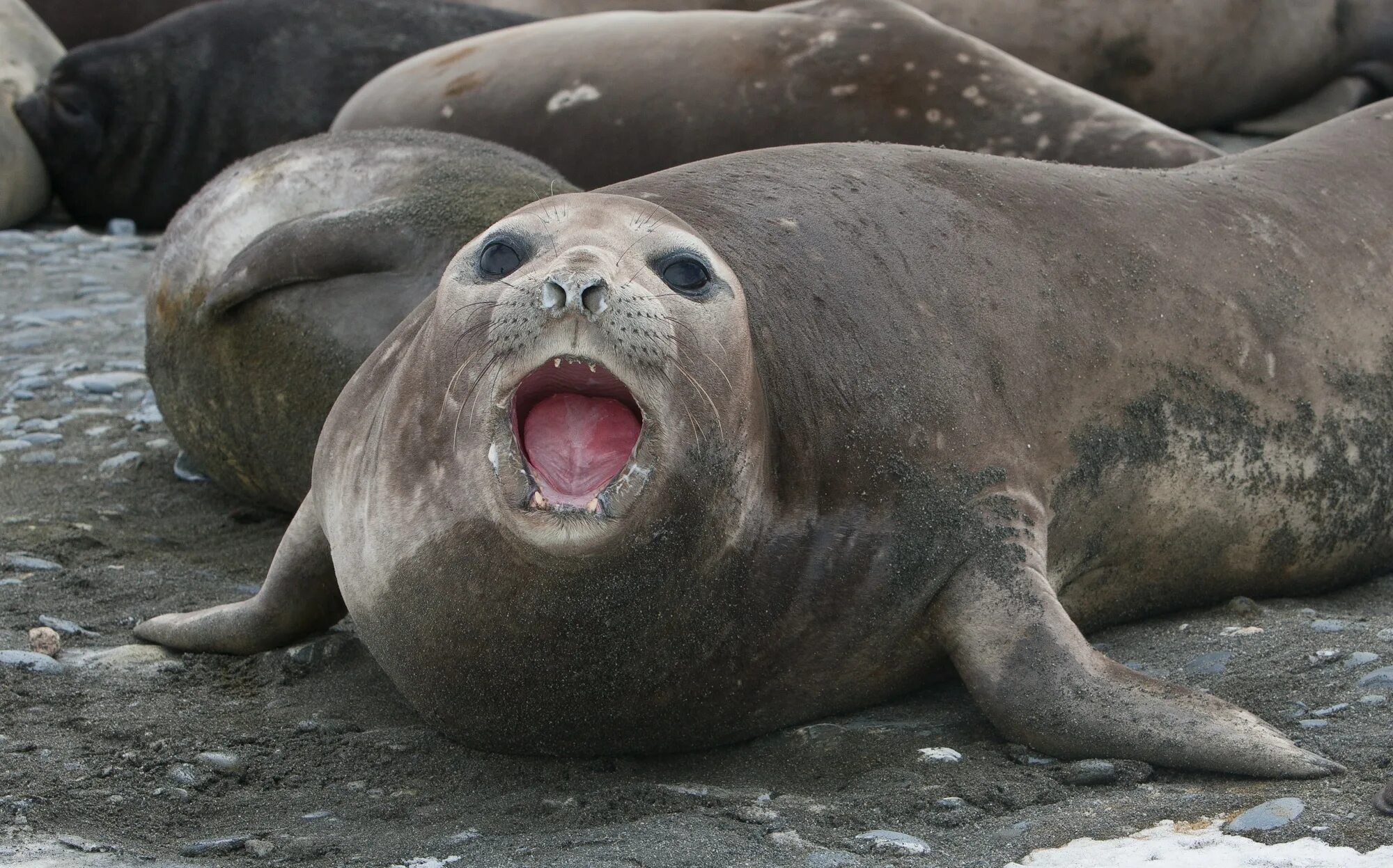 Кирпичников алексей cma-cgm. Морской слон. Роберто кабрера 48см. Стеллерова корова русалка. Роберто кабрера 48см.