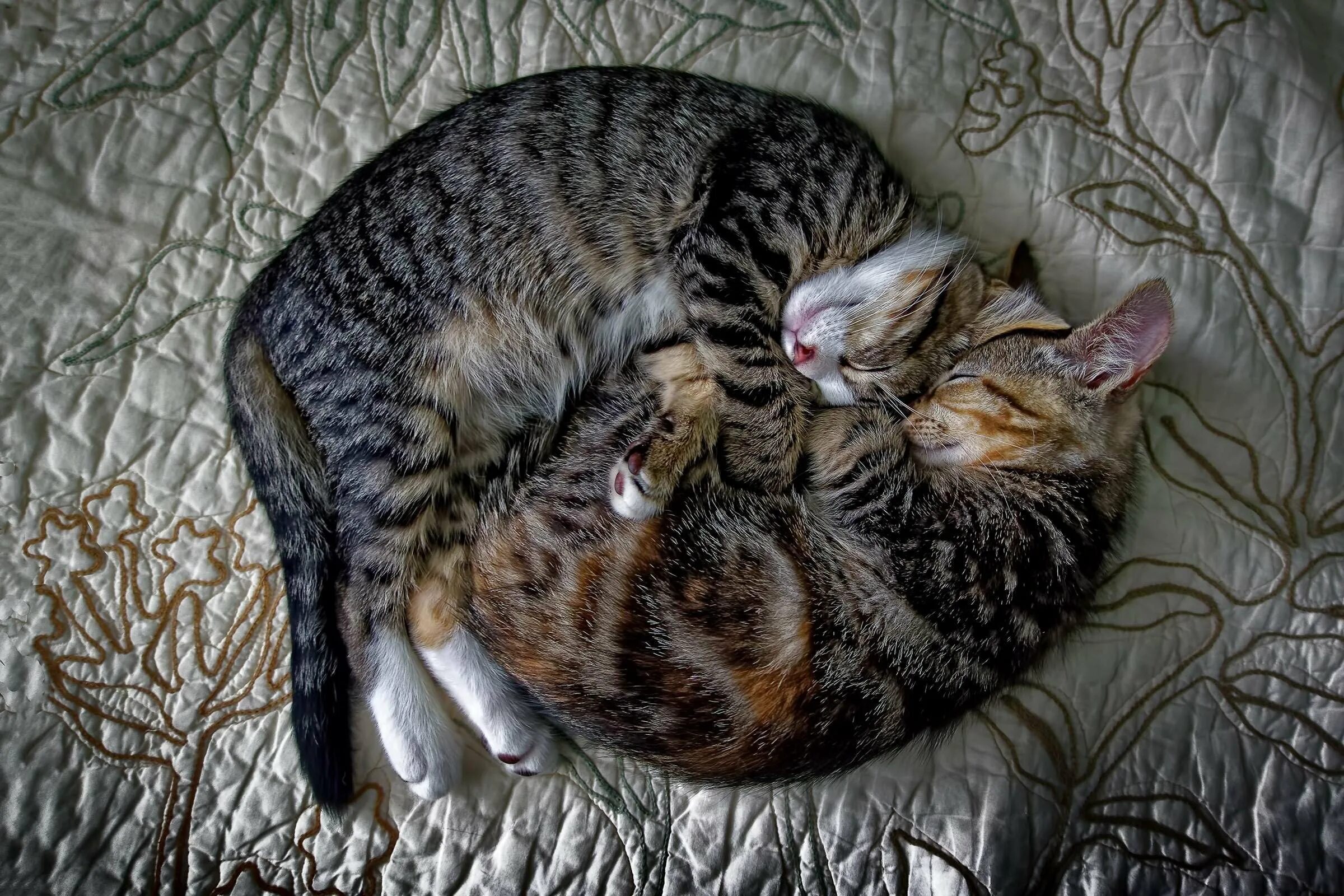 Спящие коты и кошки. Спящий кот. котя спит. коты спят. спящие кошки.