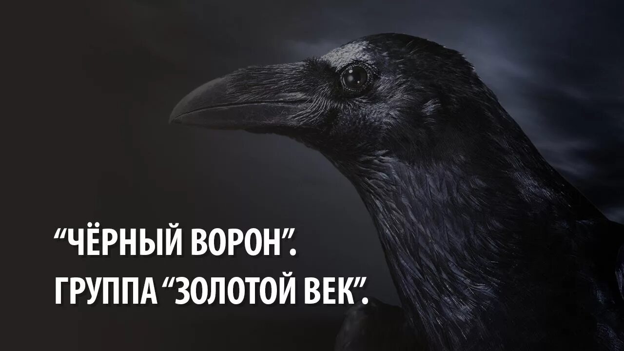 Песня черный ворон исполнение. Группа ворон. Чёрный ворон песня. Черный ворон оригинал. Группа ворона.