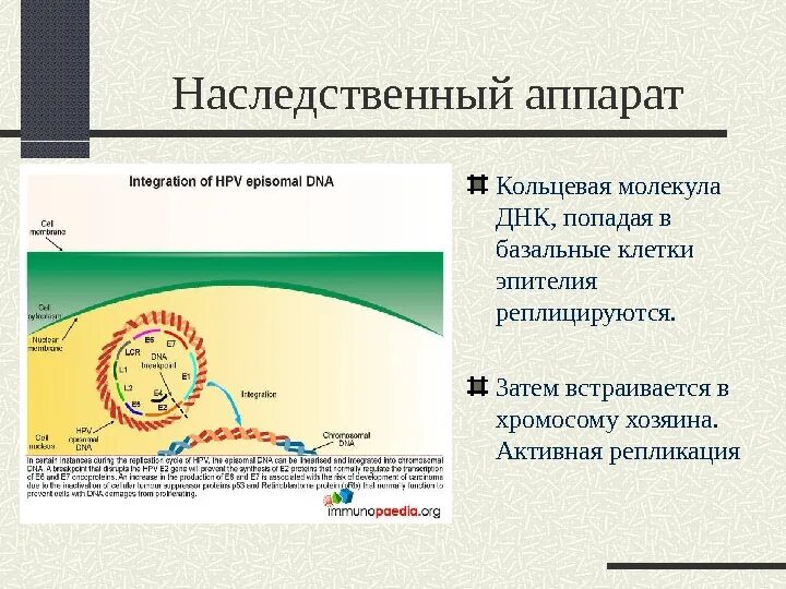 Генетический аппарат клетки презентация. Наследственный аппарат клетки. Наследственный аппарат клетки расположен в. Наследственный аппарат клеток человека.