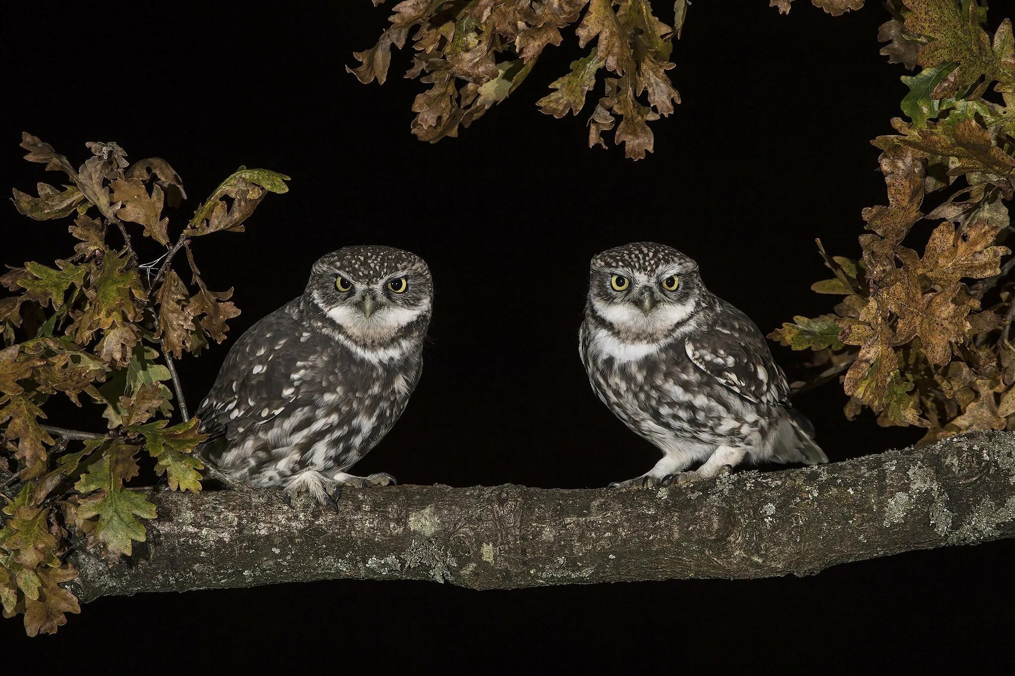 Птицы которые охотятся ночью. Ночная Сова.(Night Owl).1993. Сова Сыч. Сова Филин Сыч. Филин Сыч сипуха.