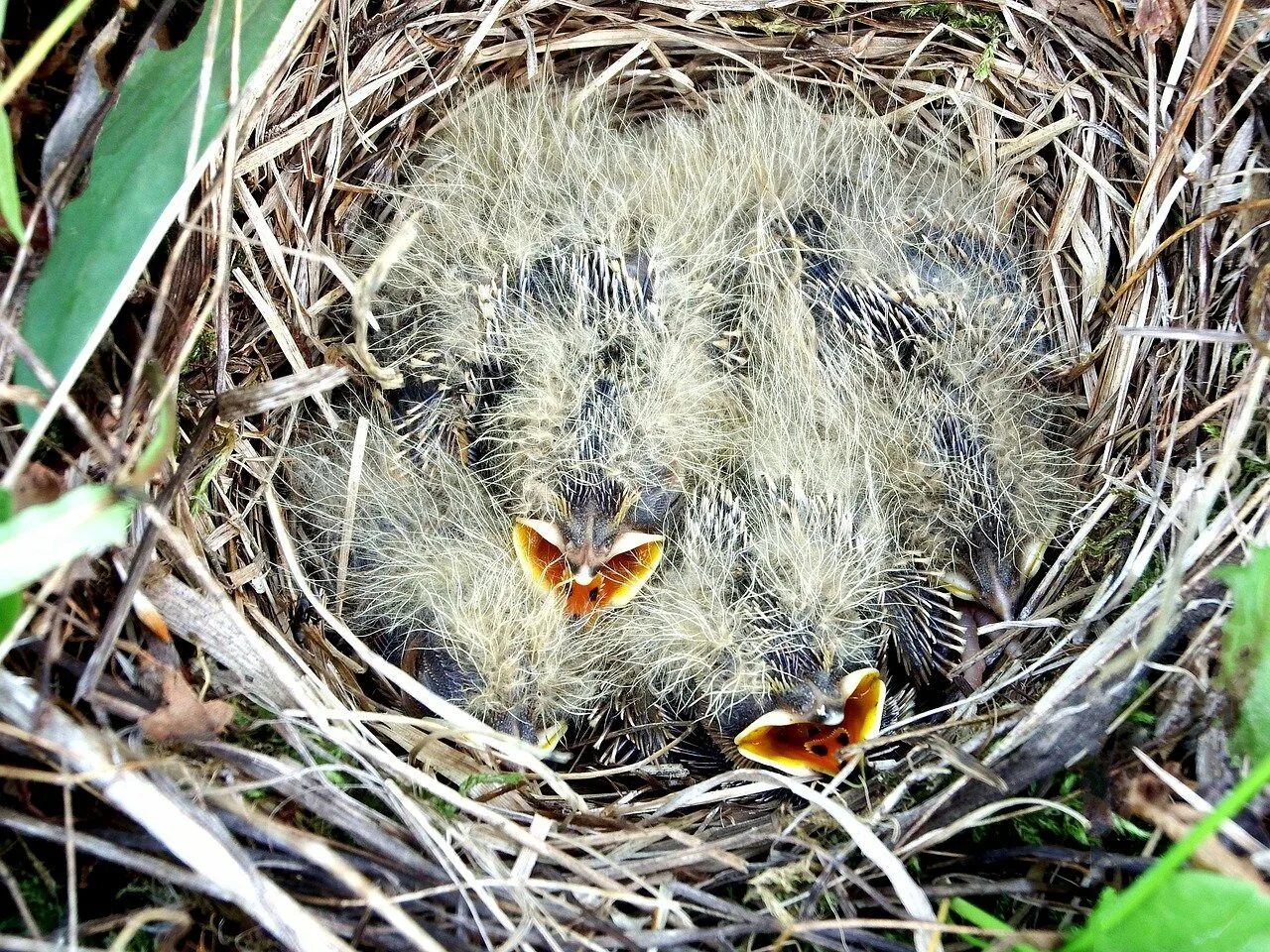 Птенцы полевки. Гнездо жаворонка птицы. Гнездо жаворонка с птенцами. Птенец ушастой Совы.