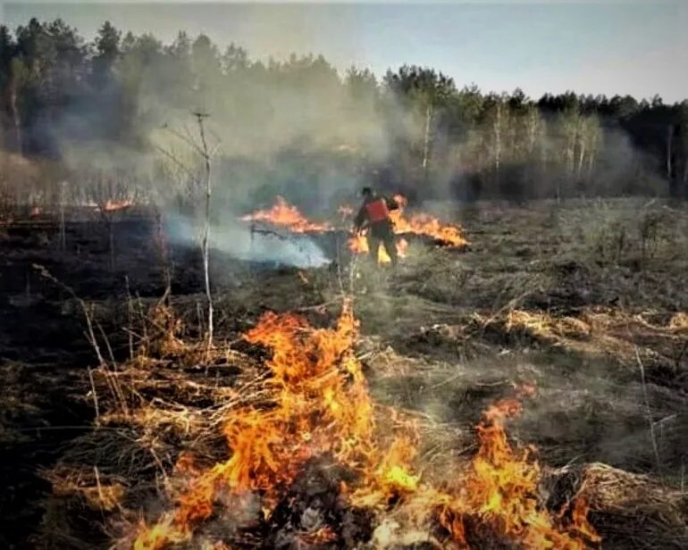 Пожар в московской области крокус. Лесные пожары в Рязанской области в 2022г. Пожар в лесу. Горят леса. Лесоторфяные пожары Подмосковья.