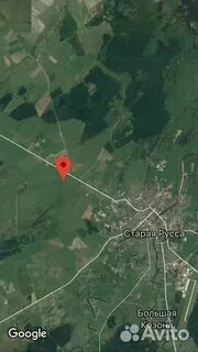 Старая русса дубовицы
