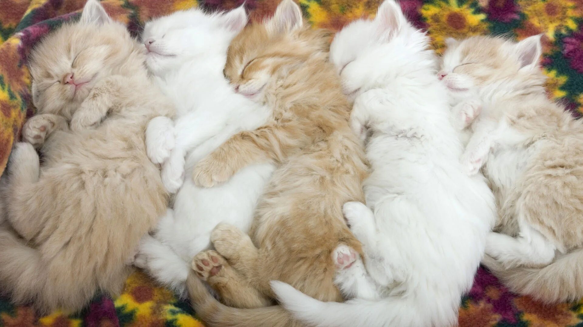 Много поспала. Спящие котята. много котят. спящие котята фото.