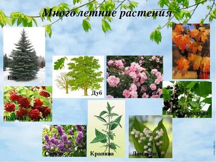 Деревья и кустарники многолетние растения