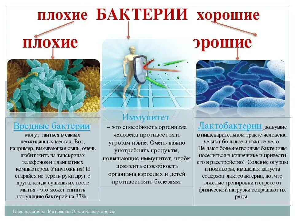 Роль бактерий в цепях питания. Полезные и вредные бактерии. Полезные бактерии для человека. Полезные и вредные микроорганизмы для человека. Полезные и вредные микрргрибы.