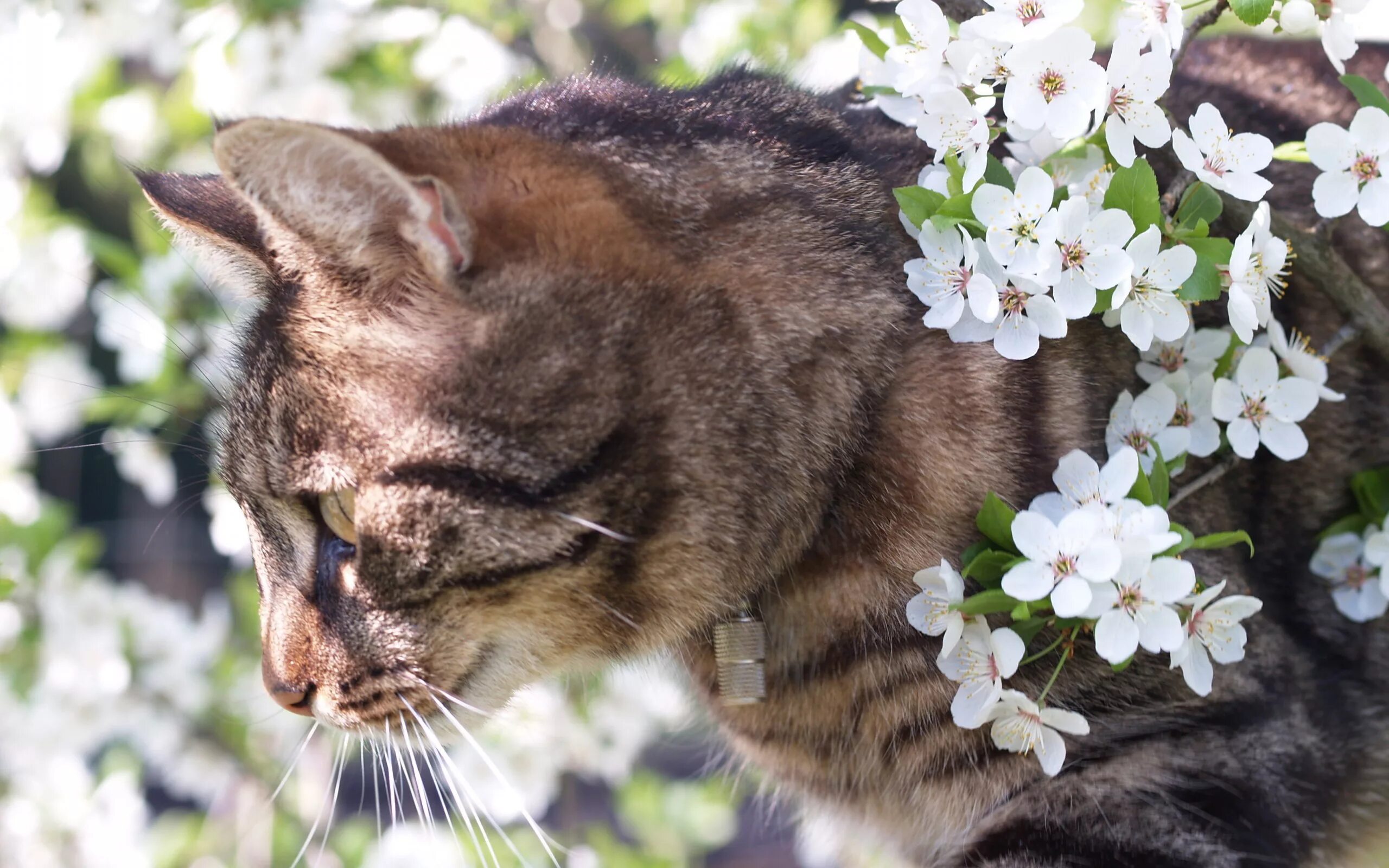 Spring cat show. Весенние картинки на рабочий стол. Кошки и весенние цветы. Кошка в весенних цветах.