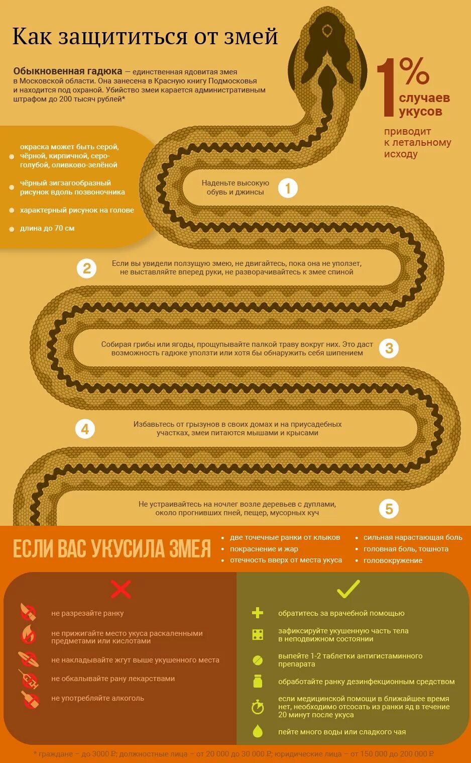 Что нужно сделать с гадюкой. Осторожно змеи. Осторожно змеи памятка. Защита от змей. Памятка безопасности змеи.