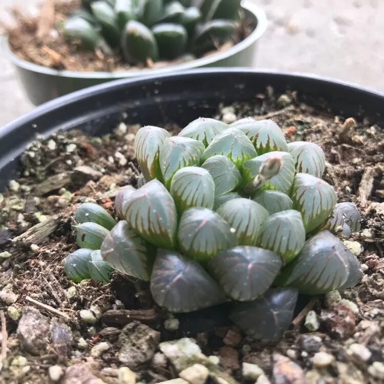 Хавортия ладьевидная. Хавортия обтуза. Haworthia obtusa. Хавортия купера трунката. Хавортия обтуза.