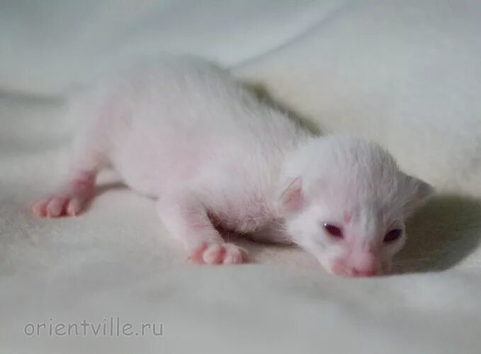 рождение котенка альбиноса у нормально окрашенных родителей. рождение котенка альбиноса у нормально окрашенных родителей. рэгдолл альбинос. ягуарунди фото альбинос. рождение котенка альбиноса у нормально окрашенных родителей.