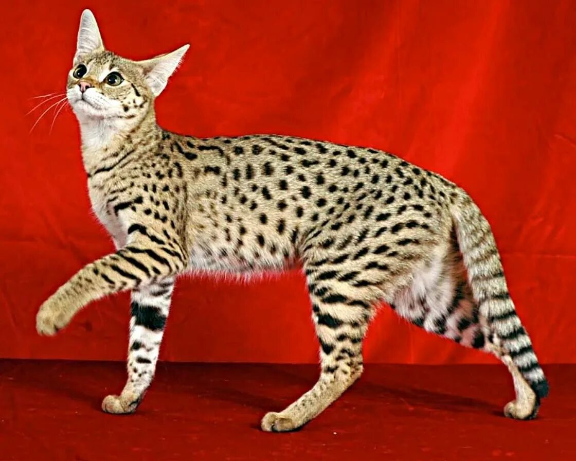 Большая кошка какая порода. Сервал Ашера Саванна. Саванна кошка. Саванна кошка гибрид. Порода Саванна f1.