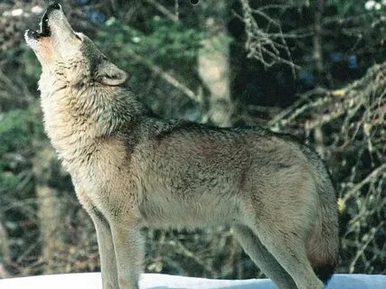 Аяқ жұмысына қараңыз