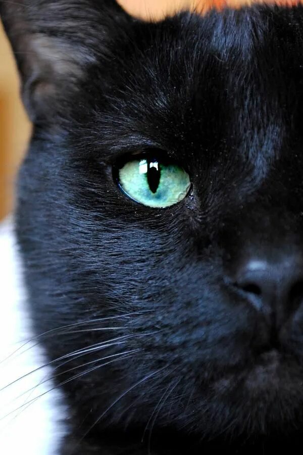 Британская короткошёрстная кошка черная. Британский короткошерстный кот черный с зелеными глазами. Чёрный котёнок с зелёными глазами. Черный кот с голубыми глазамм. Черная глазая