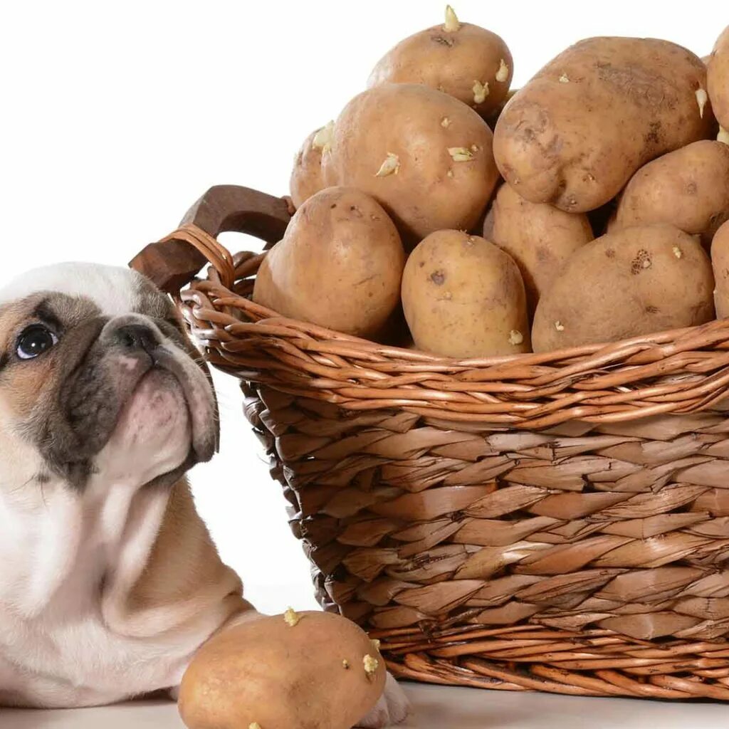 Можно собаке вареную картошку. Собачка картошка. Картофель и собака. Собака картофелина. Пёс картошка.