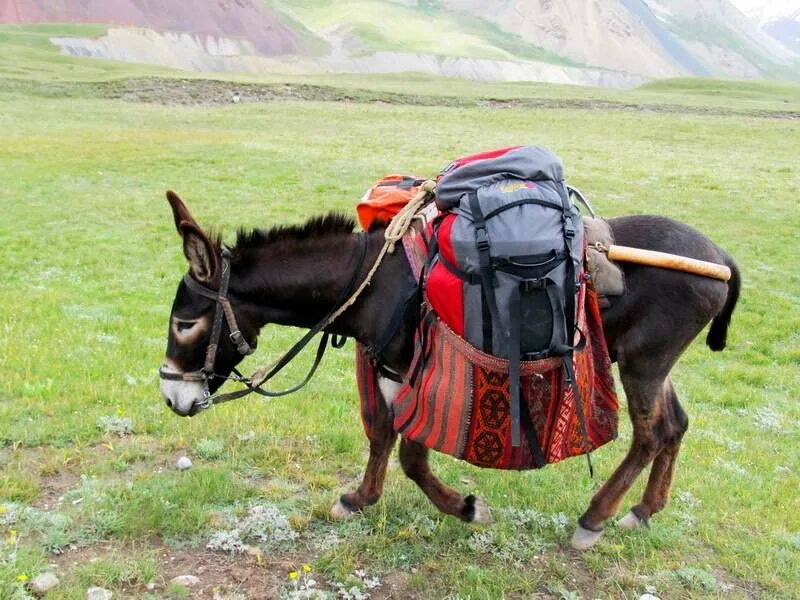 В кон через. Ослик с грузом. Вьючный ослик. Навьюченный ослик. Вьючный осел.