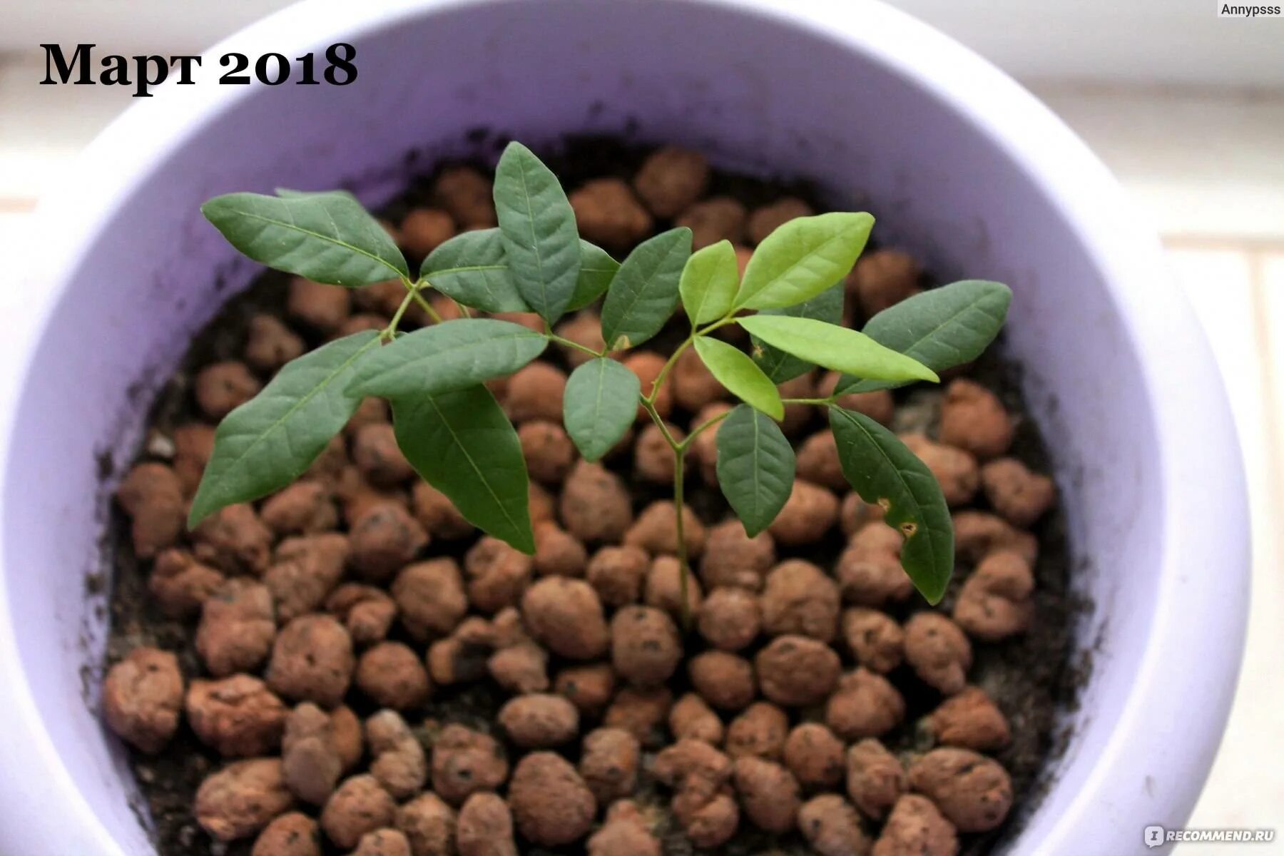 Как вырастить семена личи