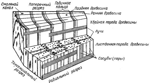 Экстрактивные вещества древесины