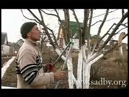 Как обрезать яблони видео