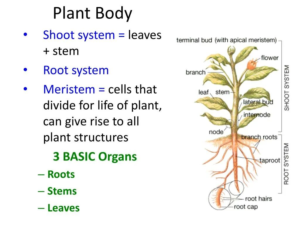 Plant structure. L System растения. Plant body structures.