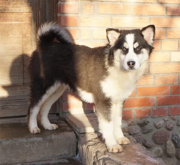 накрутка подписчиков в лайк. накрутить лайки в инстаграме. лайки. накрутка инстаграм. лайки вк.