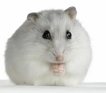 Network is overloaded hamster