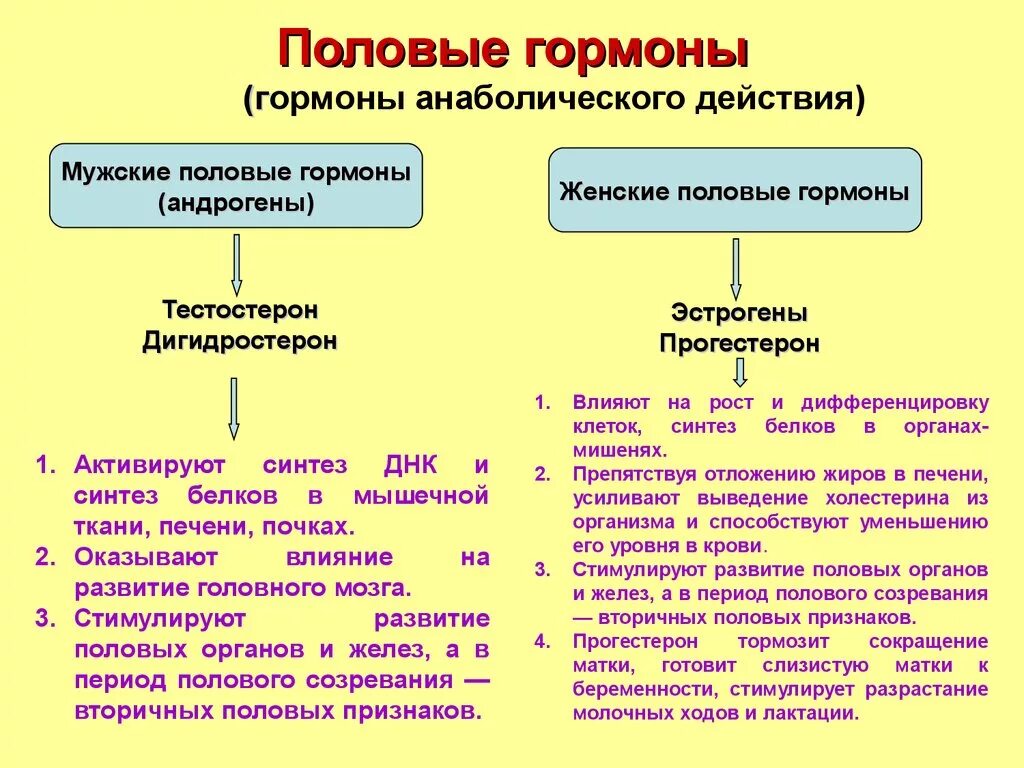 Женские половые гормоны секретируются. Половые железы гормоны и функции. Половые железы роль гормонов. Место образования и функции половых гормонов. Гормоны женских половых желез и их функции.