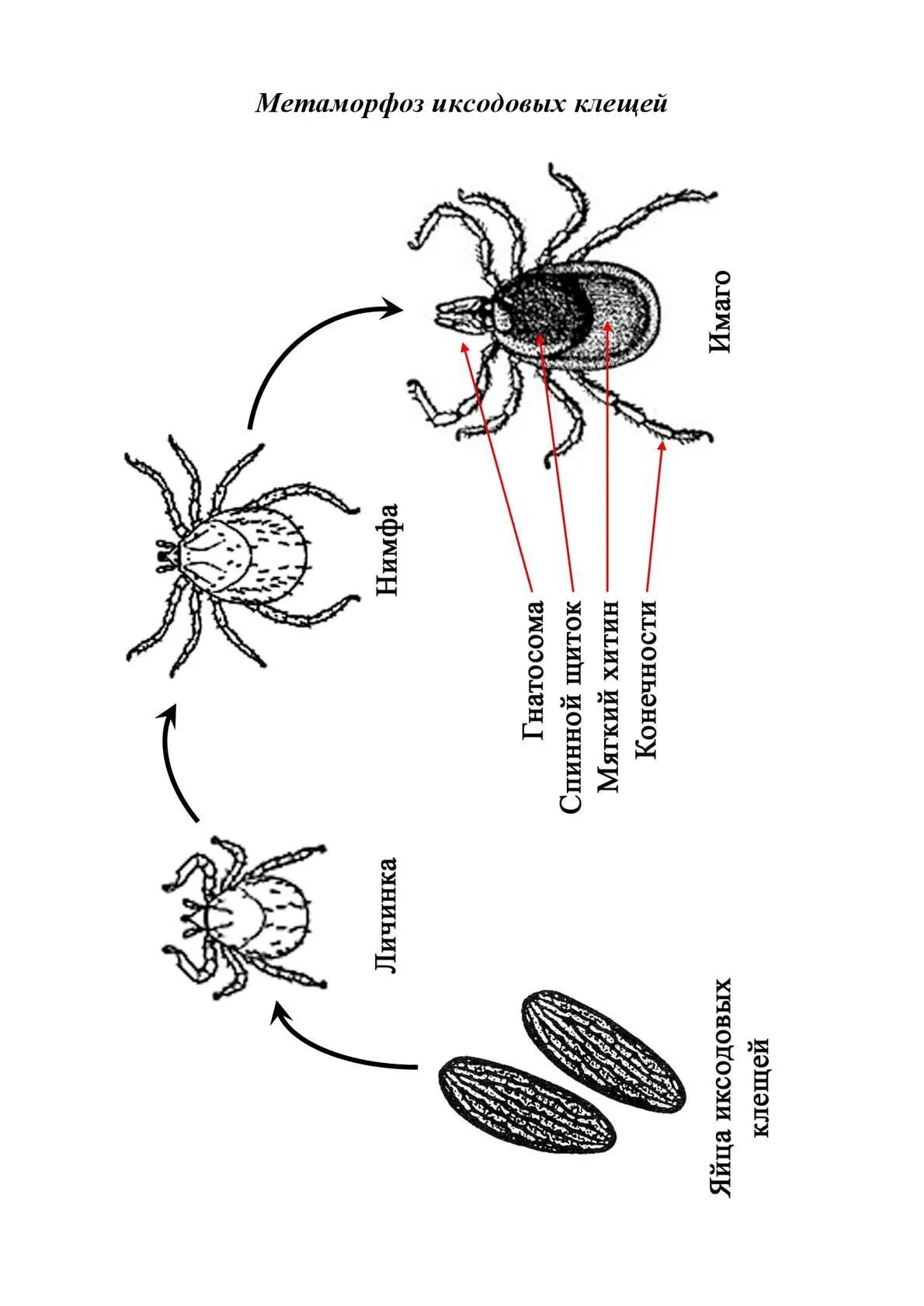 Клещи животные как размножаются. Схема жизненного цикла клещей. Иксодовые клещи цикл развития. Жизненный цикл иксодового клеща. Жизненный цикл иксодовых клещей схема.