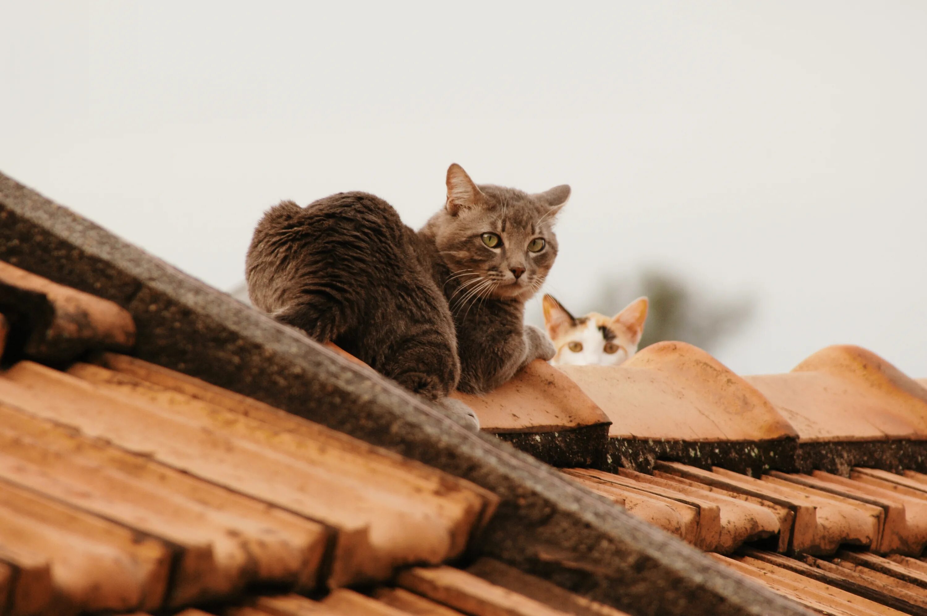 Много рыжих котов. Рыжий кот на крыше. Рыжий кот на крыше. Рыжая пушистая кошка. Рыжий кот в деревне.