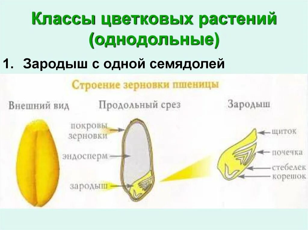 Строение семени зерновки пшеницы. Строение однодольного семени пшеницы. Строение семян однодольных растений Зерновка пшеницы. Строение семени однодольного растения пшеницы.