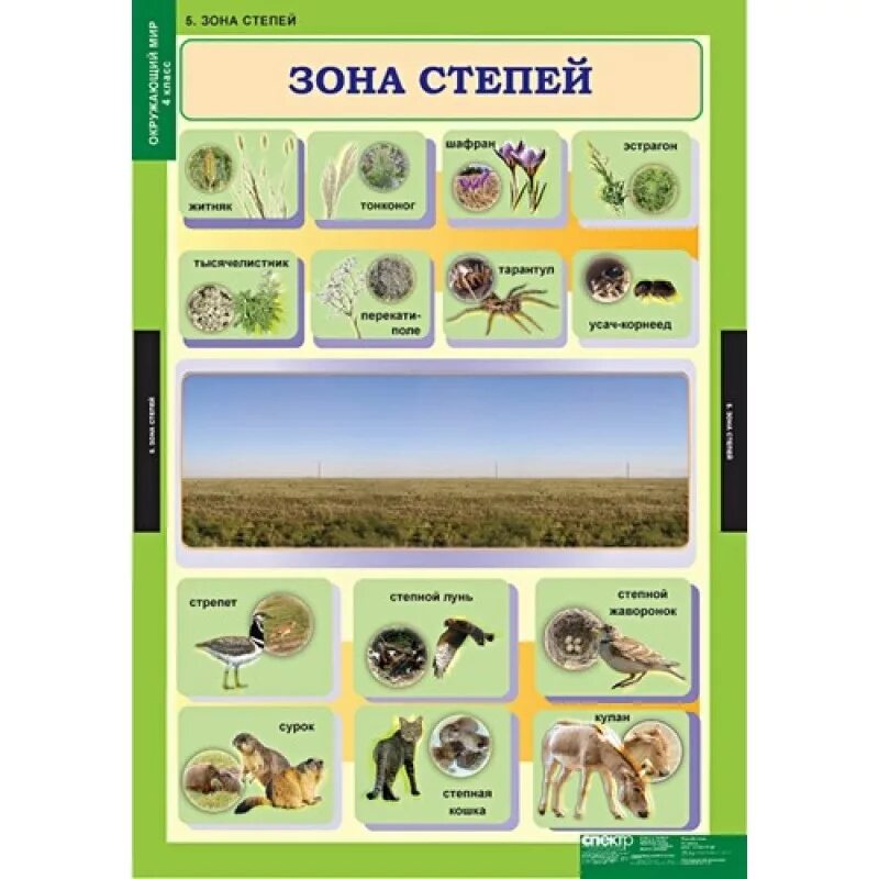 Природные сообщества. Растительное сообщество степь. Растения сообщества степь. Сообщество природной зоны. Таблица по биологии природные сообщества