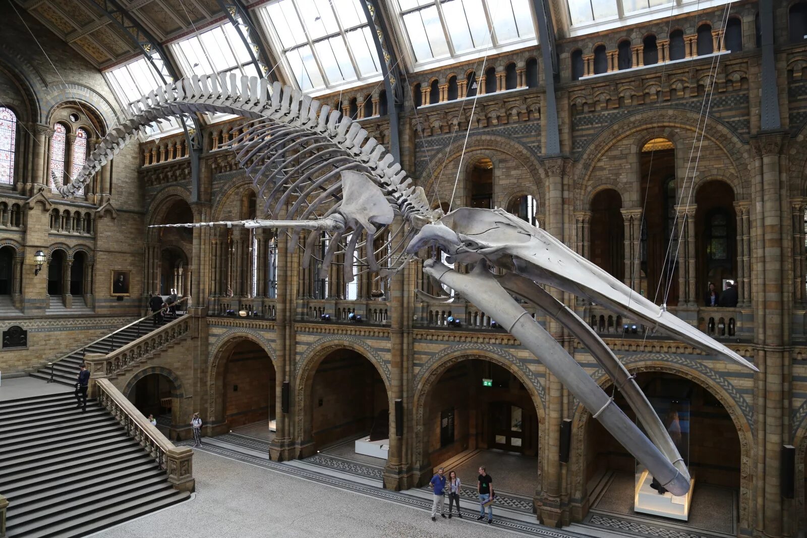 Какие музеи есть в лондоне. Музей естествознания Лондон. Natural History Museum London. Гельголанд музей естествознания. Portsmouth natural History Museum.