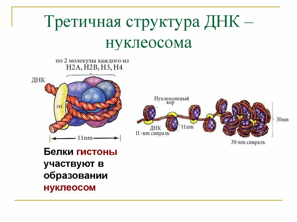 Связана с белками гистонами. Нуклеосома гистоны. Третичная структура ДНК строение. Третичная структура ДНК нуклеосома это. Строение ДНК третичная структура ДНК нуклеосома.