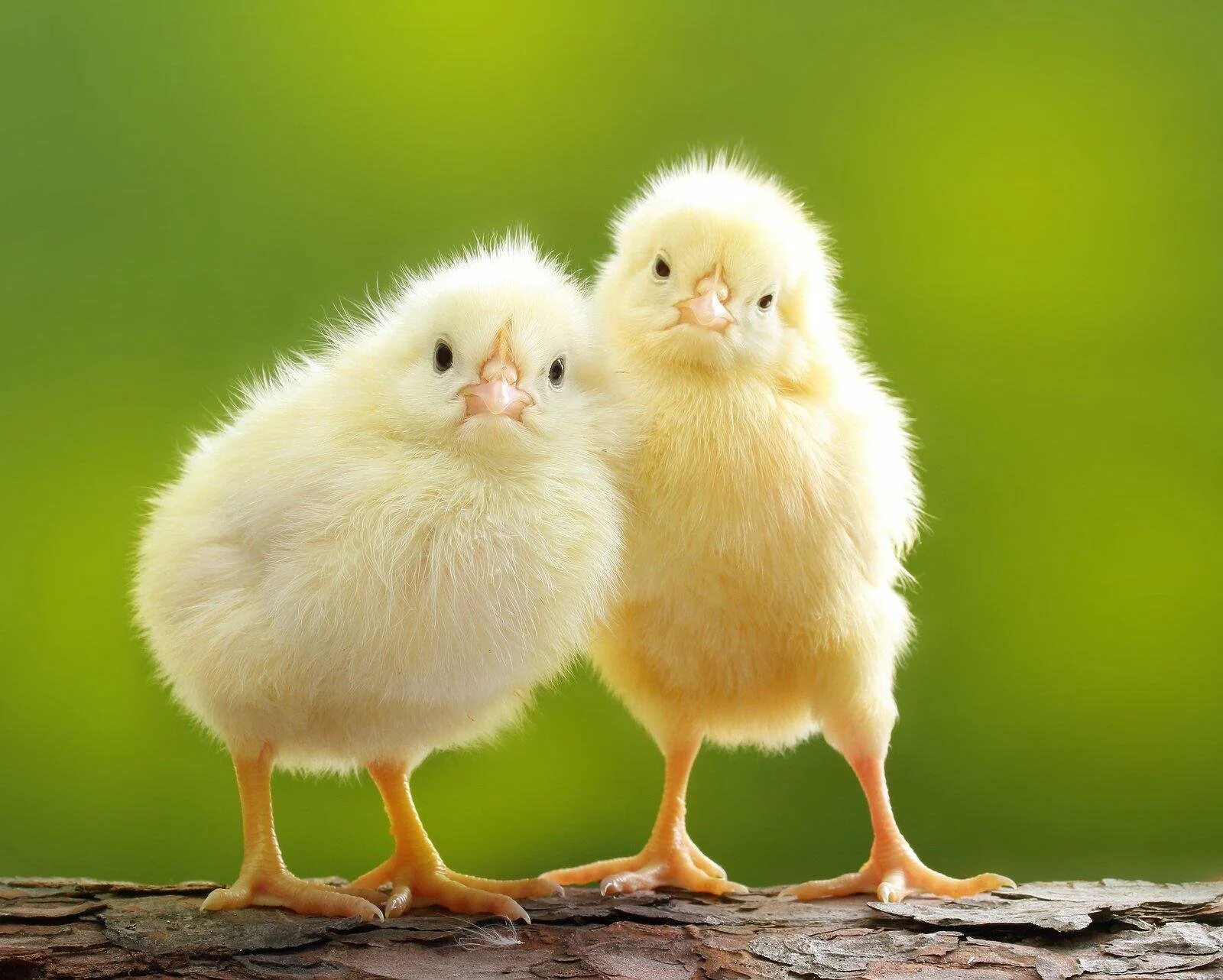 2 chicks. Цыпленок. Красивые цыплята. Милый цыпленок. Маленькие цыплята.