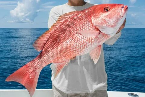 Snapper перевод