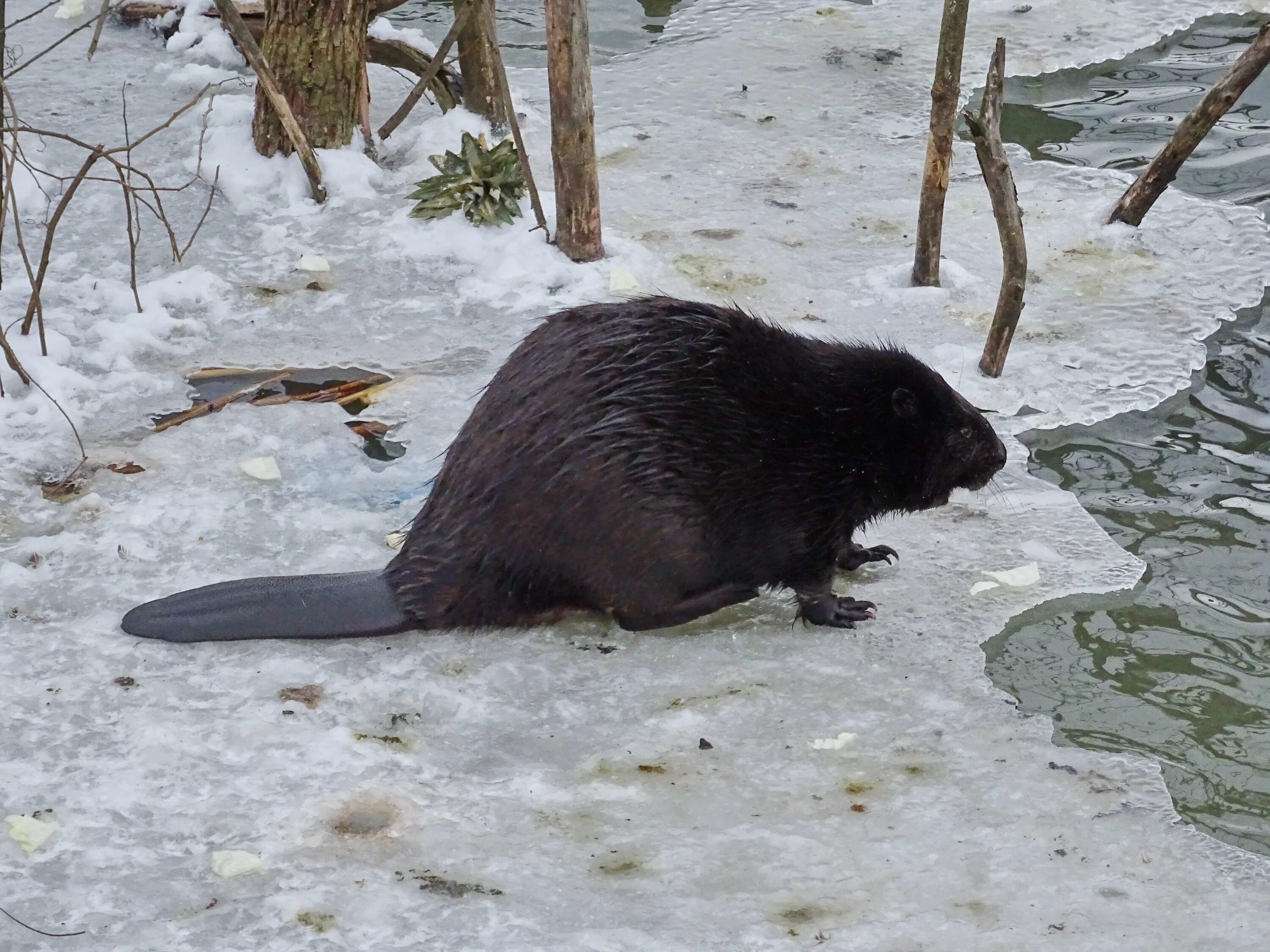 срока бобра. приокско-террасный заповедник бобры. североамериканский бобер канада. срока бобра. срока бобра.