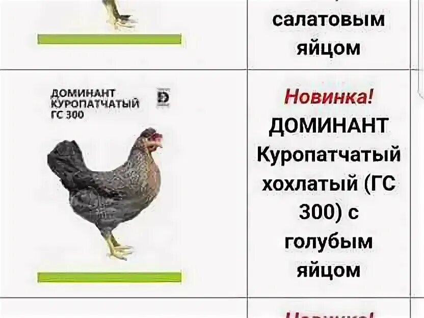 Доминант 300 куропатчатый. Доминант ГС 300 цыплята. Доминант с зеленым яйцом. Доминант куропатчатый хохлатый.