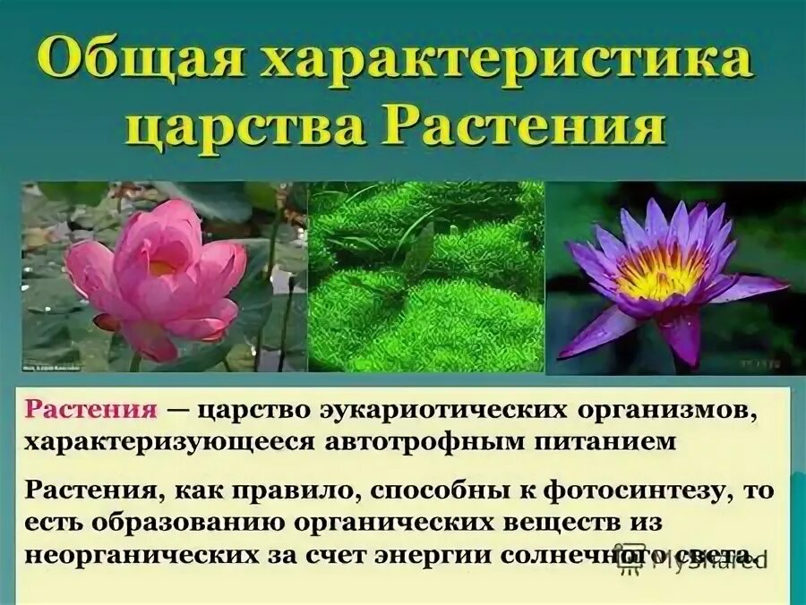 Характеристика царства растений 5 класс. Дать характеристику царству растений. Общая характеристика царства растений. Общая характеристика царства раст. Общие признаки царства растений.