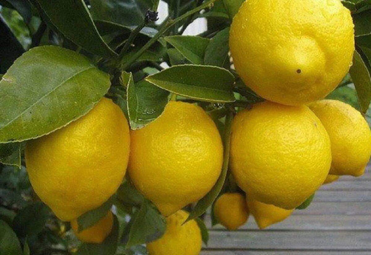 Лимон дерево с плодами. Лимон цветет. Привитые цитрусовые. Лимоны урожай. Почему не цветет лимон